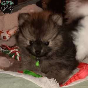 Teeny Tiny Twinkle Toes, Pomeranian Puppy